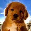 BobOnTikTok - @bobtokker - TikTok