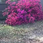 Bob Topper - @topperbob - Instagram