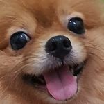 ʙᴏʙᴀ ᴛʜᴇ ᴘᴏᴍᴇʀᴀɴɪᴀɴ 🐶 - @bobtotheba - Instagram