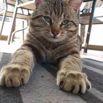 bob - @bob_to_the_topp - Instagram