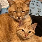 Darla Albright - @bobtotherescue - Instagram