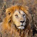 Bob Tracy - @bobtracyska - Instagram