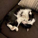 Bobtrotter - @bobtrotter31 - Instagram