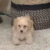bobtrujillo325 - @bobtrujillo325 - TikTok