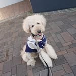 ぼぶ - @bobu_sherry.towa - Instagram