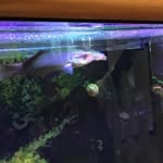 Bob Vaughn Da Fish - @bobvaughnfish - Instagram