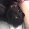 Vezina - @vezinathedog - TikTok