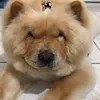 黃彥文 - @obobwebber - TikTok