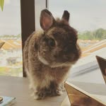 黑头兔兔 - @bobwheatmalt - Instagram