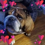 Rob Whitaker - @rt5_2_low - Instagram