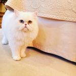 whitney bob - @whitney_bob_the_cat - Instagram