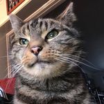Bob Whittaker - @utdcountys - Instagram