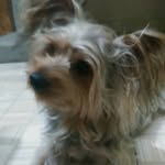 ʙᴏʙ ᴘɪᴛᴛᴇʀ☁🐶 - @bob._.york - Instagram