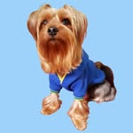 💙 BOB Yorkshire 💙 - @bob_yorkshire_2018 - Instagram
