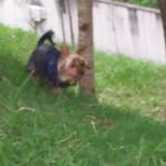 @bob.york.terrier.conta.reserva - Instagram