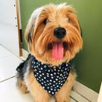 Bob 🐶 - @bob_yorki - Instagram
