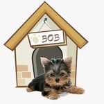 Bob - @bob.york.bob - Instagram