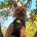 Bob🐾 - @bob.york.terrier - Instagram