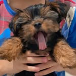 Bob🐶🐾 - @bob.york_ - Instagram