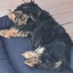 bob - @bob_york_meu_mundo - Instagram