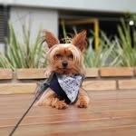 bob🐾 - @bob_york_terrier - Instagram