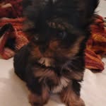 Bob💙🐶 - @bobyork17 - Instagram