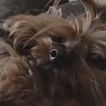 Bob - @bobyorkshirebig - Instagram