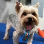 Bob - @bobyorkterrier - Instagram