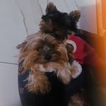 Bob🐶💙é Cristal🐶💜 - @bobyork_cristalyork - Instagram