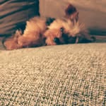 bob_york - @priprigaba - Instagram