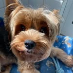 Bob Yorkshire - @_bob_yorkshire_ - Instagram