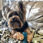 @boby.ork - Instagram