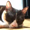 bobzhou715753 - @bobzhou715753 - TikTok