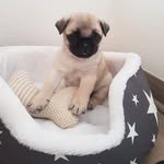 Bob Hidalgo Zimmermann 🐶 - @its_bobhizi - Instagram