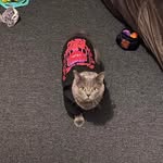 Bobbi Boyd - @humphrey1roadrunner.com_ - Instagram