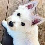 Bobbi Henderson - @bobbihenderson3 - Instagram