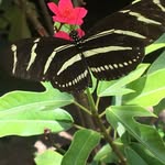 Bobbi Janson - @joyandwisdombutterflies - Instagram
