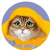 Bobby Joe - @bobbyjoe_the_cat - TikTok