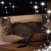 Bobbi Blum Schmidt - Facebook