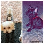 Bobbie & Bailey 🐾 - @bobsandbails - Instagram