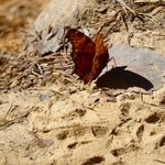 Bobbie Bailey - @bobcats_animal_spirit_messages - Instagram