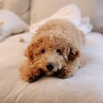 bobbie bailey - @ourpup_bobbie - Instagram