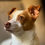 Bobbie Barker The Dog - @bobbiebarkerthedog - Instagram