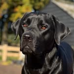 Bobbie - @bobbieblacklab - Instagram