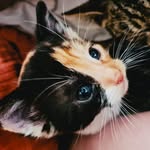 bobbie/bobo - @bobbie_girlkitty_2020 - Instagram