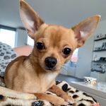 Bobbi Dalton & Dinosaurus - @bobbidalton_en_dinosaurus - Instagram