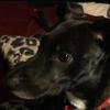 ❤️💜💚💙 - @bobbie_doglover - TikTok