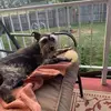 bobbiehoward857 - @bobbiehoward857 - TikTok