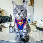 Bobby Kent - @superbobby_travelercat - Instagram