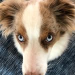 Bobbi Leach - @axelandjett - Instagram